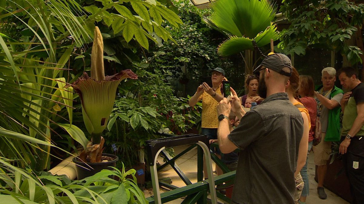 Titan arum corpse flower in full bloom at Diergaarde Blijdorp