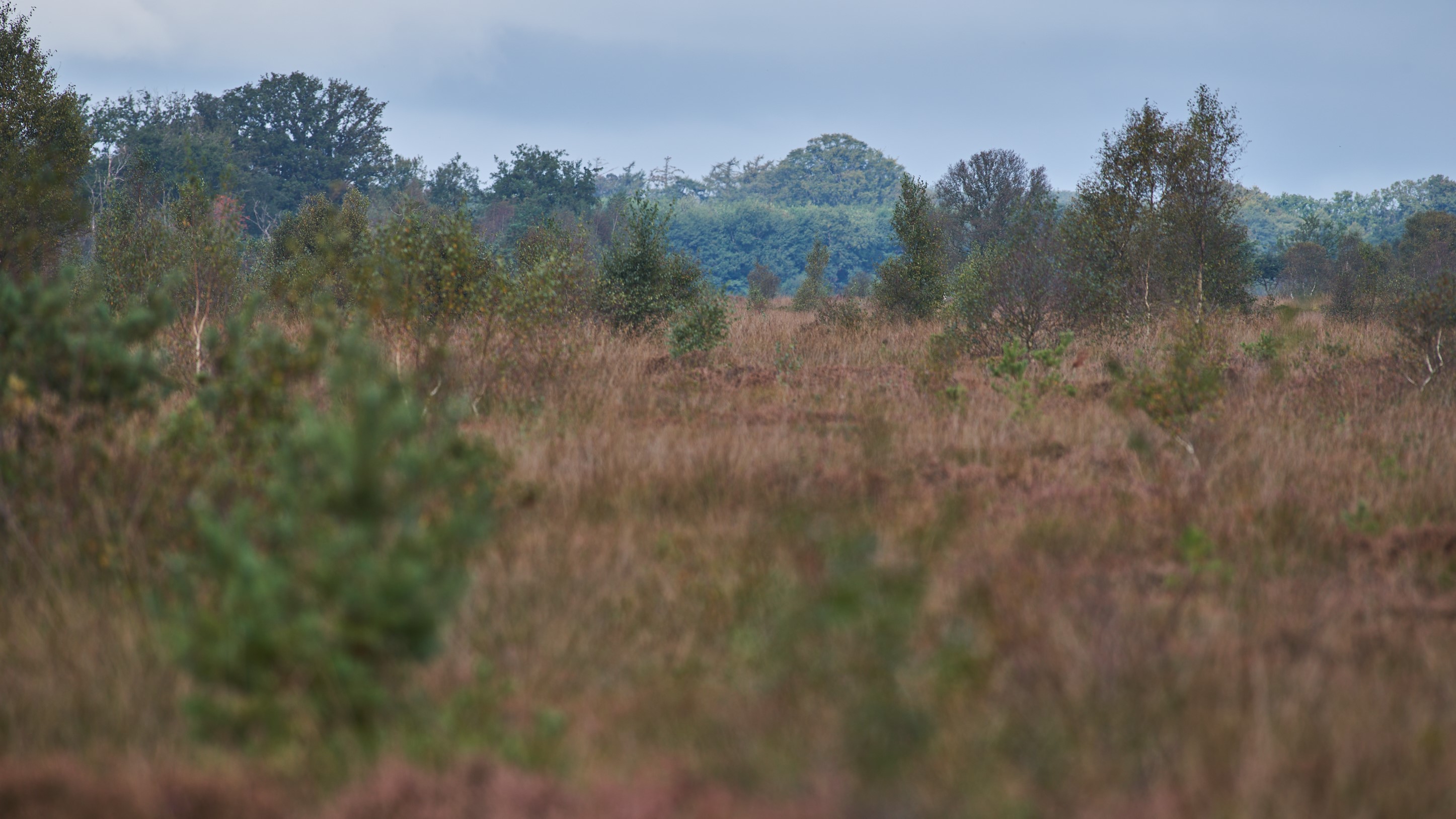 De Liphústerheide
