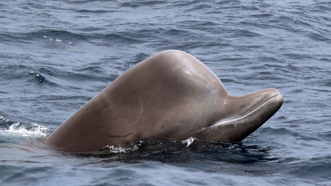 Noordelijke butskop, gefotografeerd voor de Canadese kust