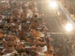 Nieuwe uitbraken vogelgriep, discussie ophokplicht laait op: 'Niet wachten op eerste uitbraak'