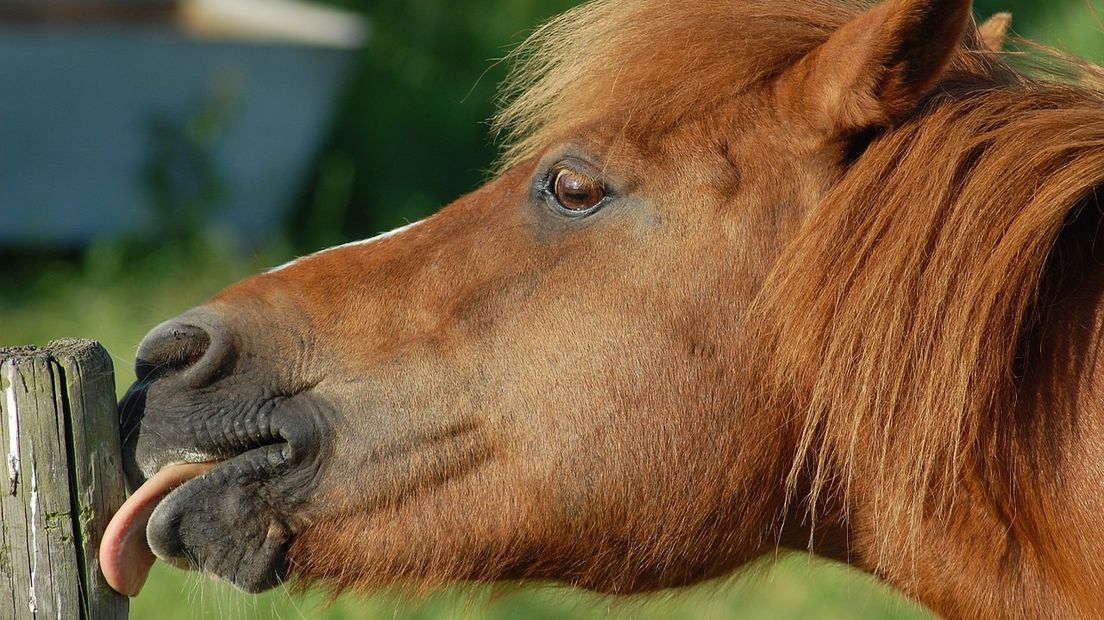 Dit jaar zijn in Nederland 36 paarden mishandeld volgens de politie (Rechten: pixabay.com)