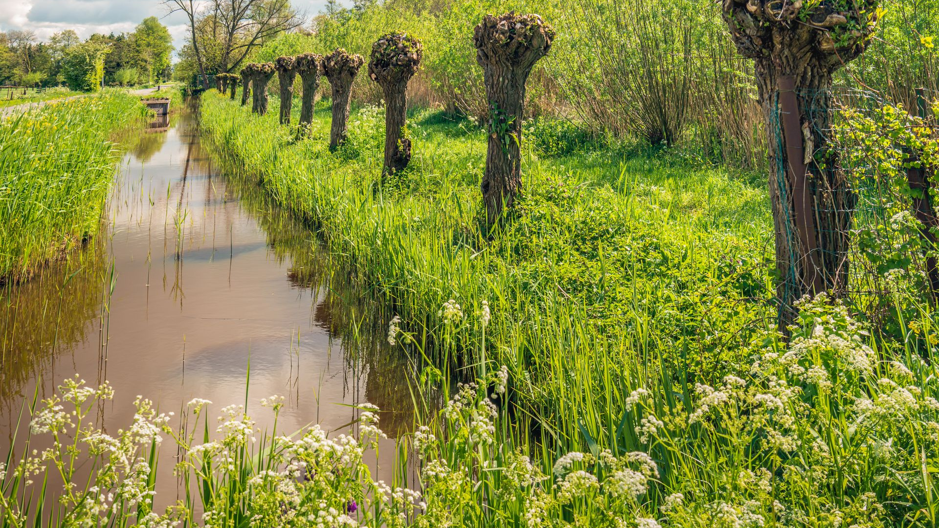 Kale takken, weg mooie kluit; bomen dreigen te stikken door vele regen