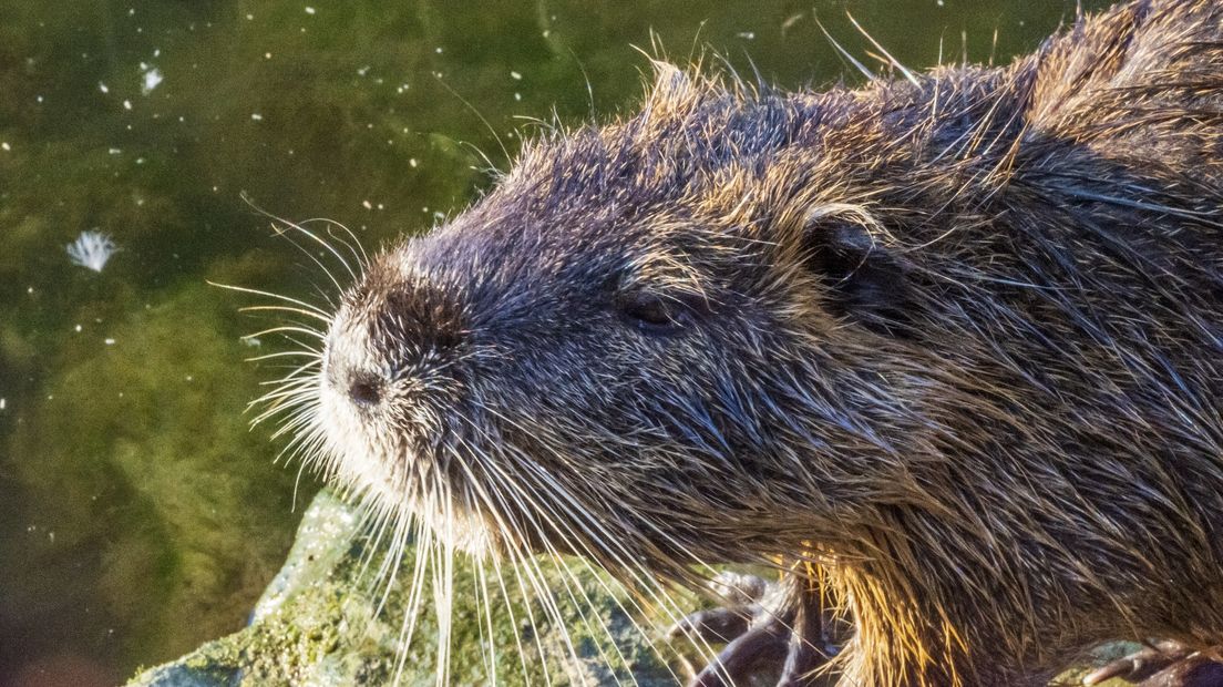 Een muskusrat