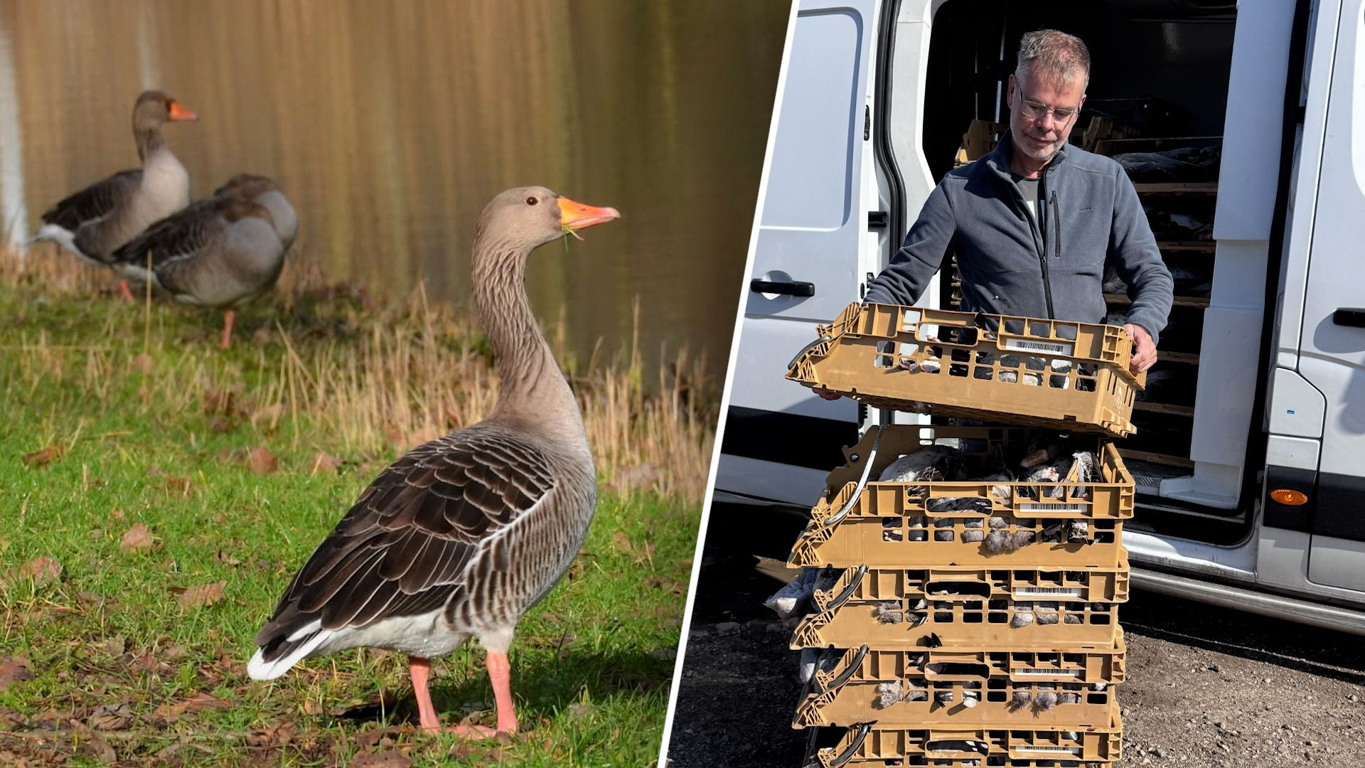 Provincie Gelderland halveert ganzenpopulatie met hulp van ‘ganzentaxi’