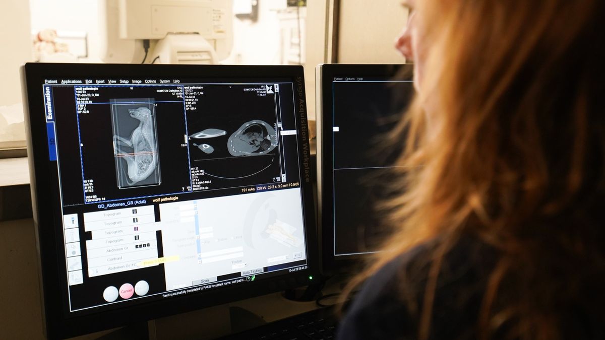 Dna doodgeschoten wolf Wapse op 101 dode dieren aangetroffen