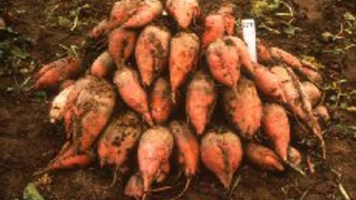 Voederbiet van 13 kilo in Drenthe