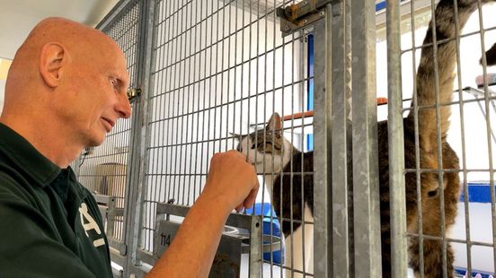 Gemeenten besluiten over lot dierentehuis: 'geen dieren meer redden'
