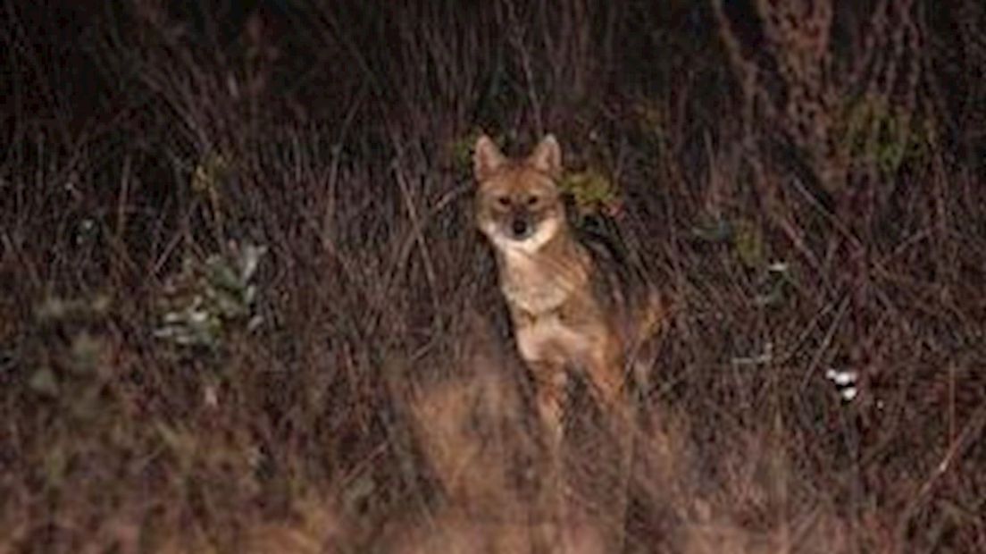 Na de wolf kunnen we ons nu opmaken voor de komst van de goudjakhals