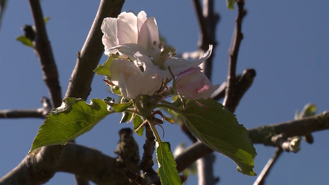 Het is u vast opgevallen: het is al weken droog. Dat is met name op de hoge zandgronden in Gelderland goed te merken. Het kabinet zei vandaag dat het voor dit voorjaar en de zomer problemen verwacht. Waterbedrijf Vitens roept op zuinig te doen met water. Nu we thuis zitten is het waterverbruik al enorm gestegen, doordat we met z'n allen de tuin besproeien.