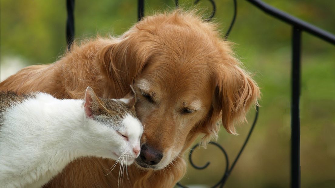 Voor honden betaal je wel belasting, voor katten niet
