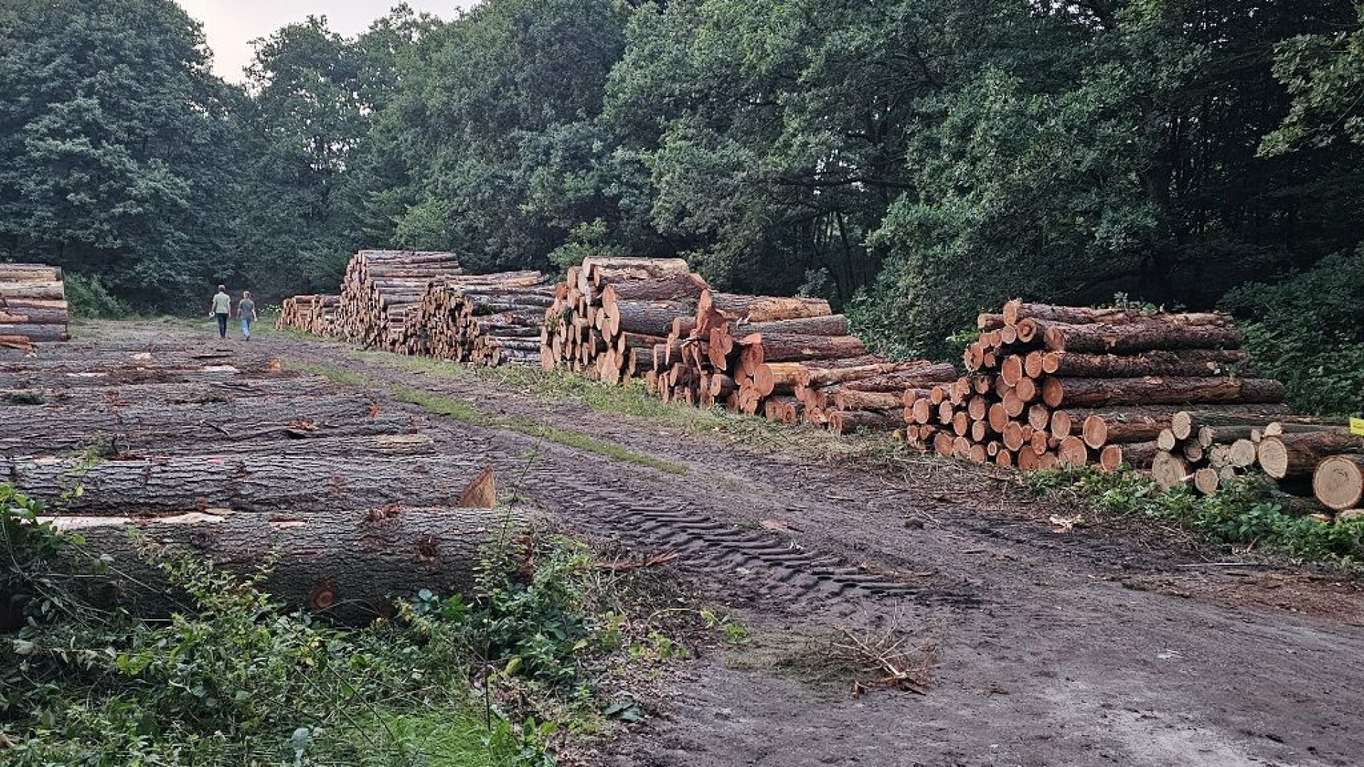 Stapels hout liggen bij het Natura2000-bos in Wolfheze.