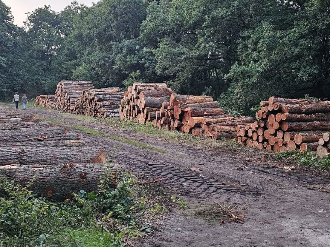 Stapels hout liggen bij het Natura2000-bos in Wolfheze.