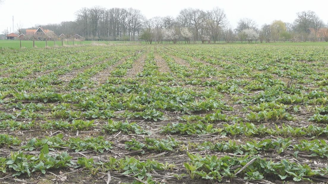 Zonnekroon als bio based bouwmateriaal