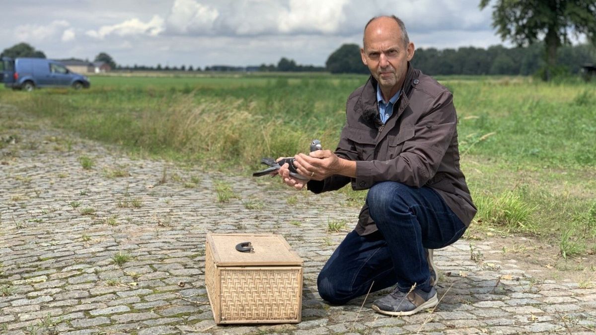 Eddy (61) gaat een duiventuin beginnen: 'Ik wil dat meer mensen van de sport genieten'