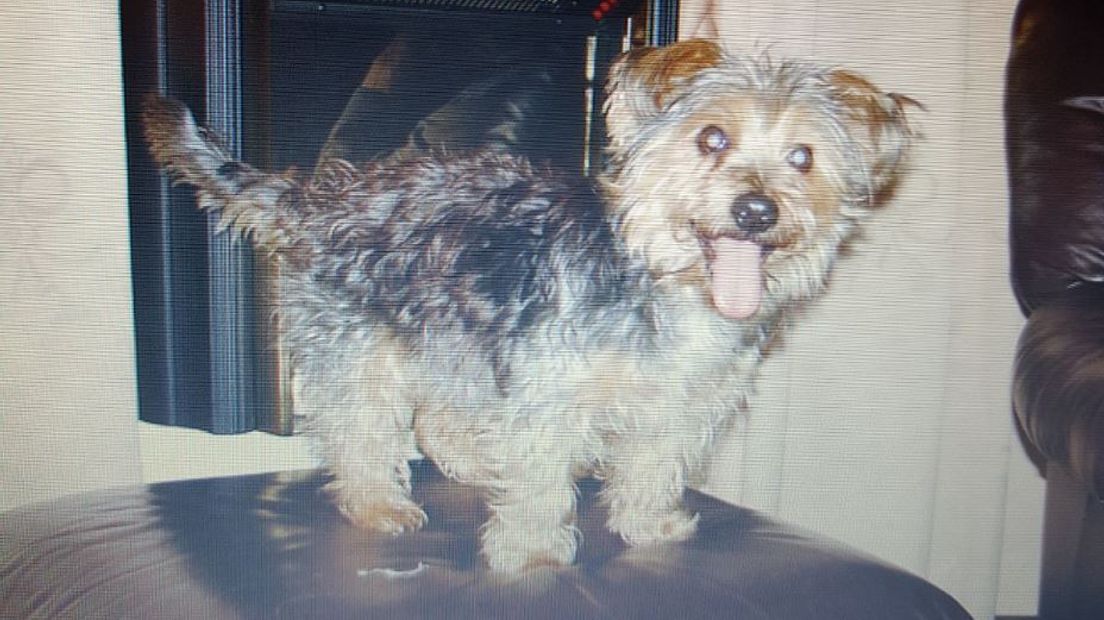 Het blinde hondje Binky dat sinds zondagavond wordt vermist in de bossen bij Putten, is nog niet gevonden. Dat meldt Dierenambulance Nijkerk. Vanochtend is de zoekactie hervat.