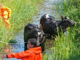 Warme dag nadert einde • Brandweer haalt koeien uit de sloot