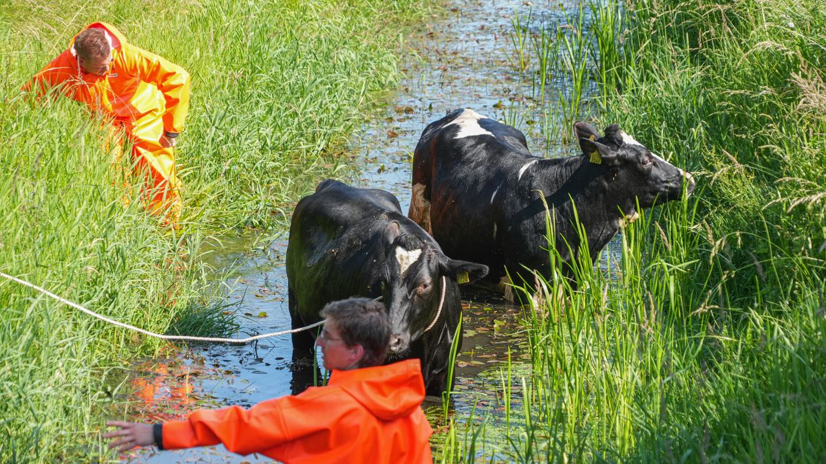 Gezellig druk bij ’t Nije Hemelriek • Brandweer haalt koeien uit de sloot