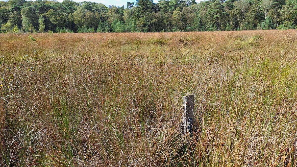 Natuurgebied De Slotpleats loopt leeg; Natuurmonumenten probeert het water te keren