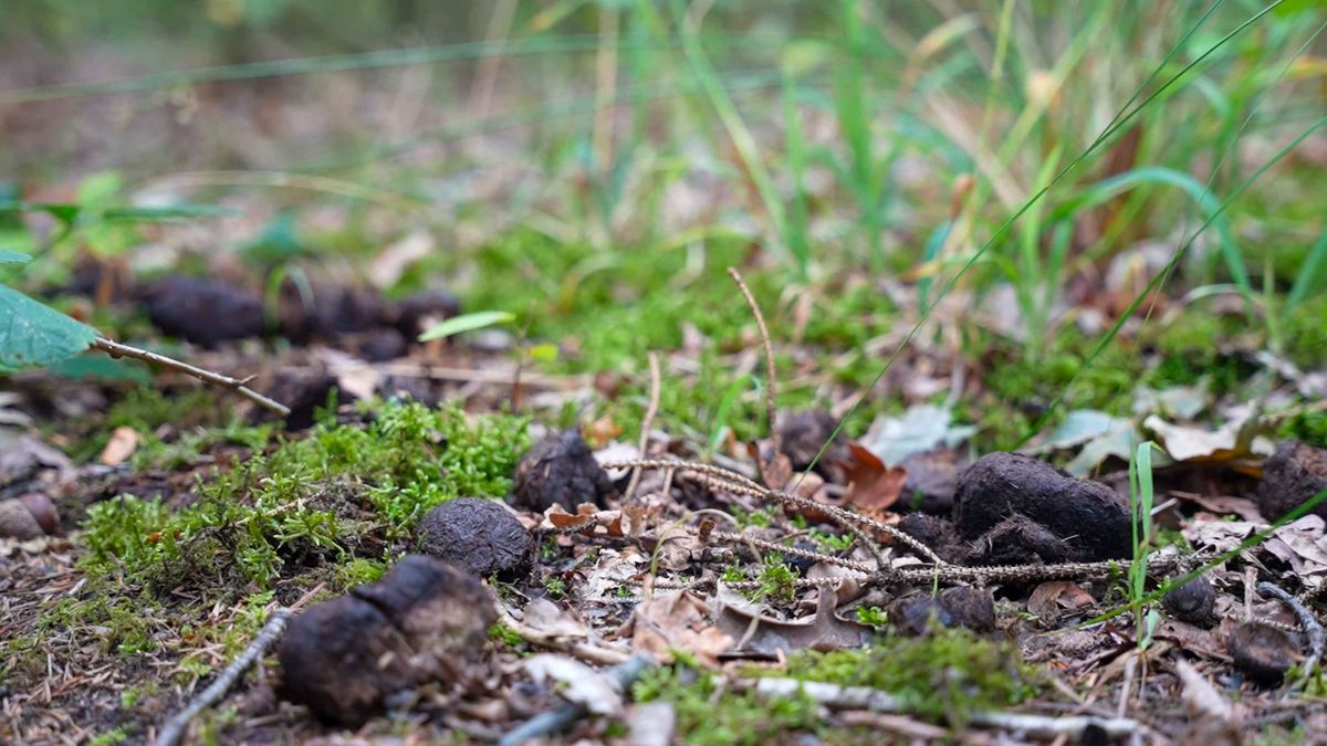 Vlieland waarschuwt voor bospoepers: 