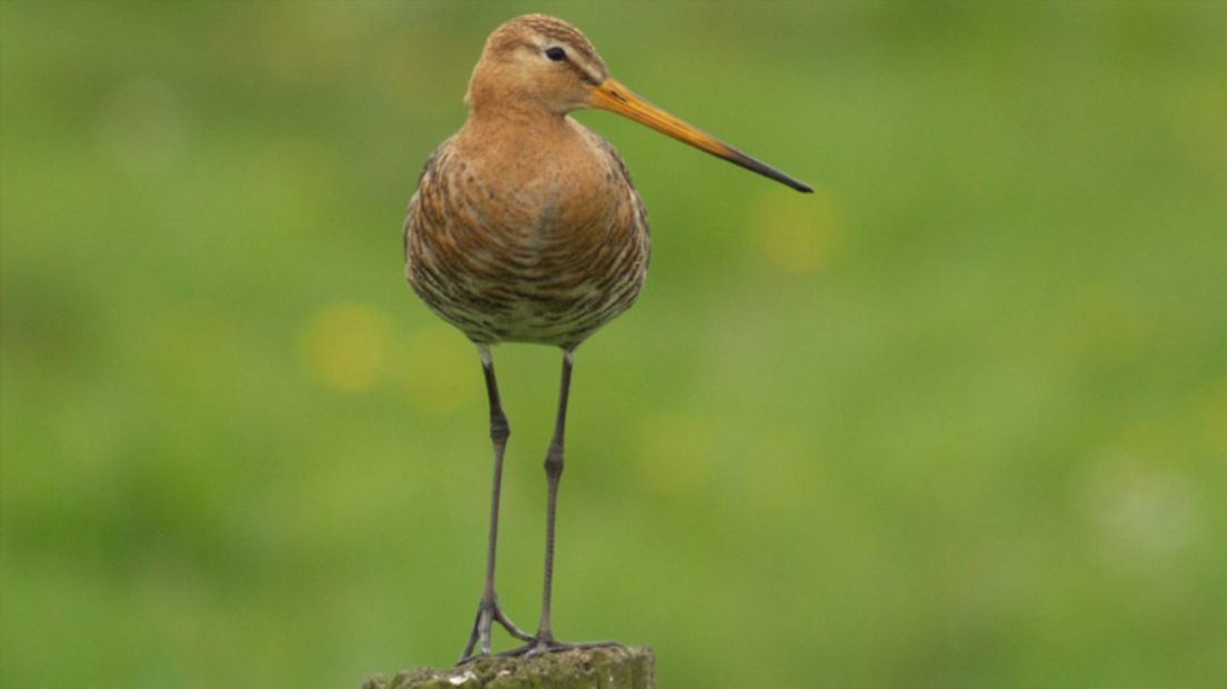 De grutto is een weidevogel (archieffoto RTV Drenthe)