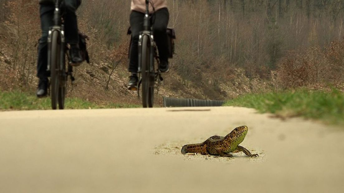 Fietsbanden en zandhagedissen gaan slecht samen