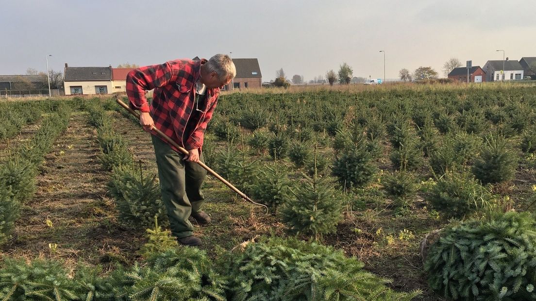 Kerstboom vaak al voor pakjesavond in huis