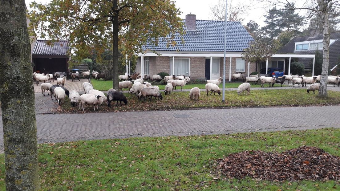 Zo'n zestig schapen stonden vanmorgen in de voortuin van Ineke Bakker (Rechten: Ronald Oosterom)