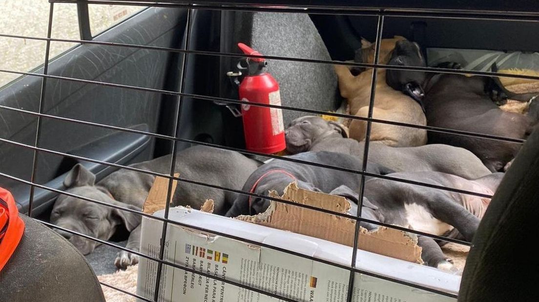 De hondjes waren waarschijnlijk bedoeld voor verkoop in Nederland.