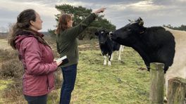 De zeldzame heidekoe is op de weg terug