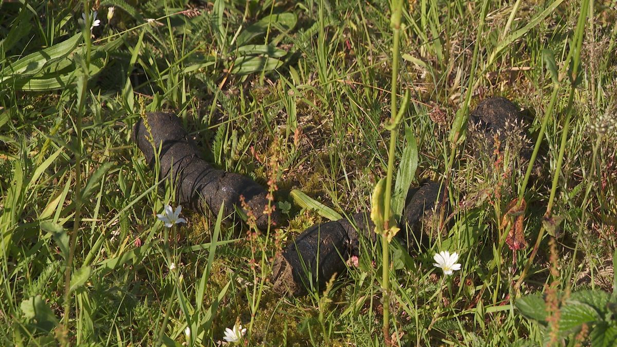 'Plantenparadijs' bij Havelte heeft last van enorme hoeveelheden hondenpoep