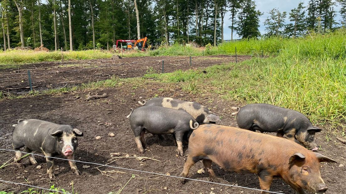 De kraamkamer van de bosvarkens is nu in een open veld in plaats van in het bos