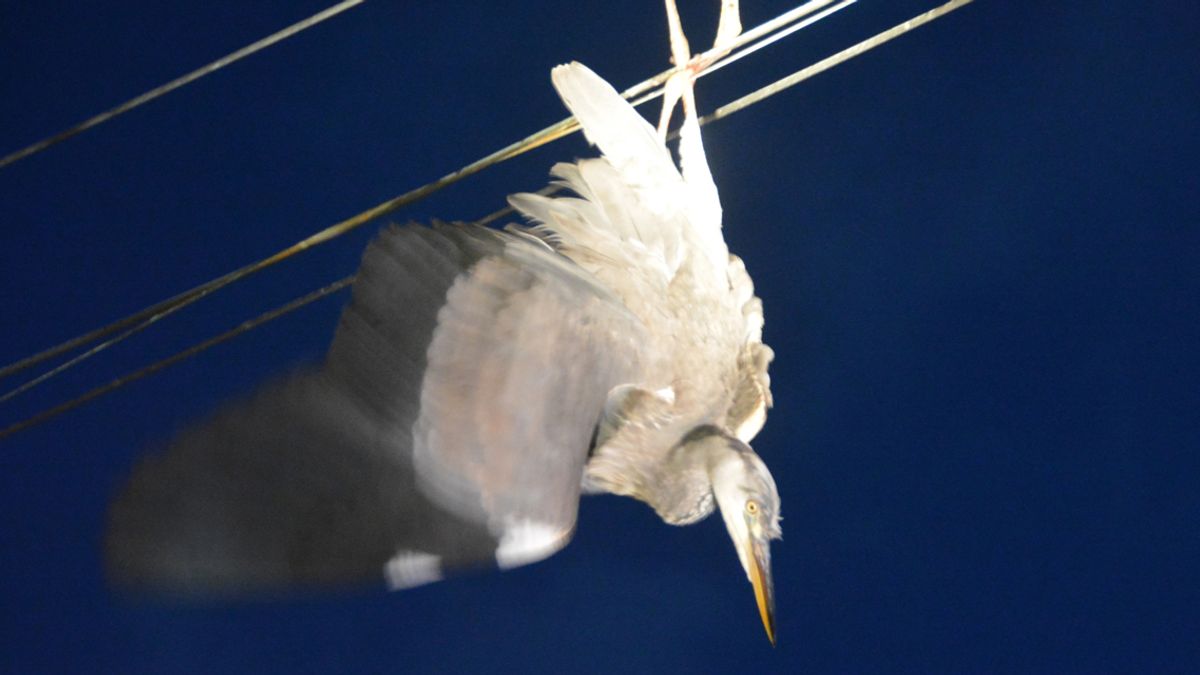Reiger maakt noodlanding in elektriciteitsmast Berkenwoude