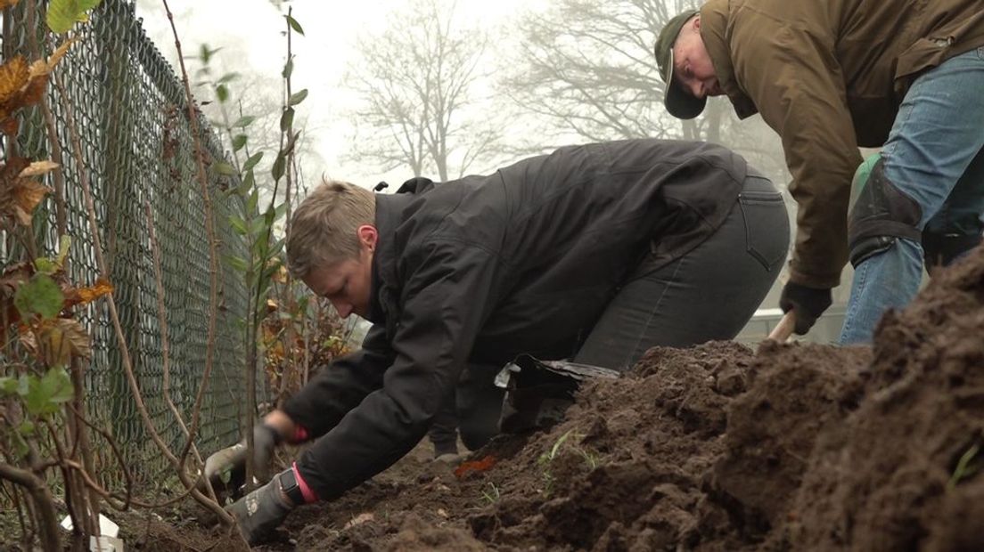 Daniëlle Kronmöller plant een heg in haar tuin.