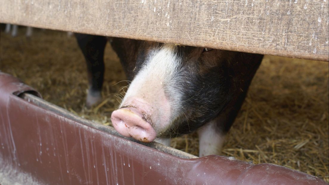 Partij van de Dieren vraagt Overijssel over brandveiligheid in stallen