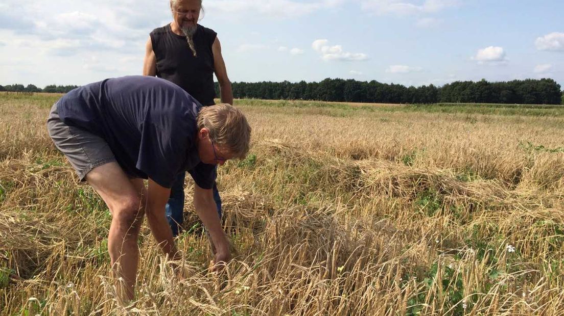 Vrijwilligers proberen op prehistorische wijze gerst te oogsten (Rechten: Marjolein Knol / RTV Drenthe)