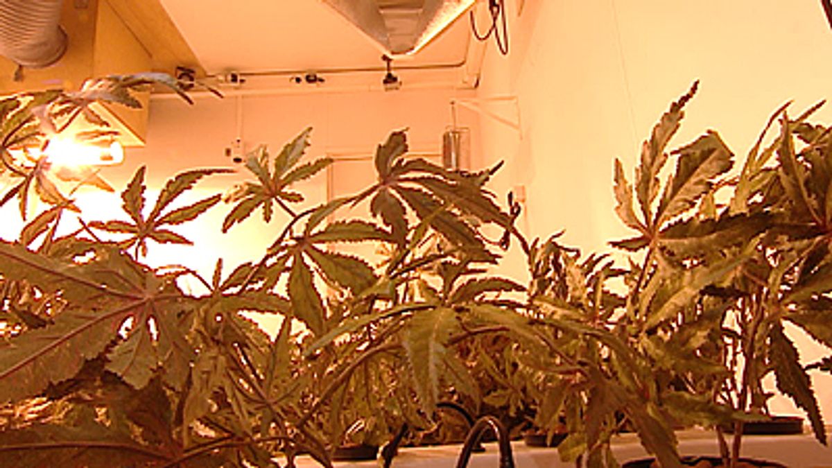 Duizend wietplanten in St. Odilienberg