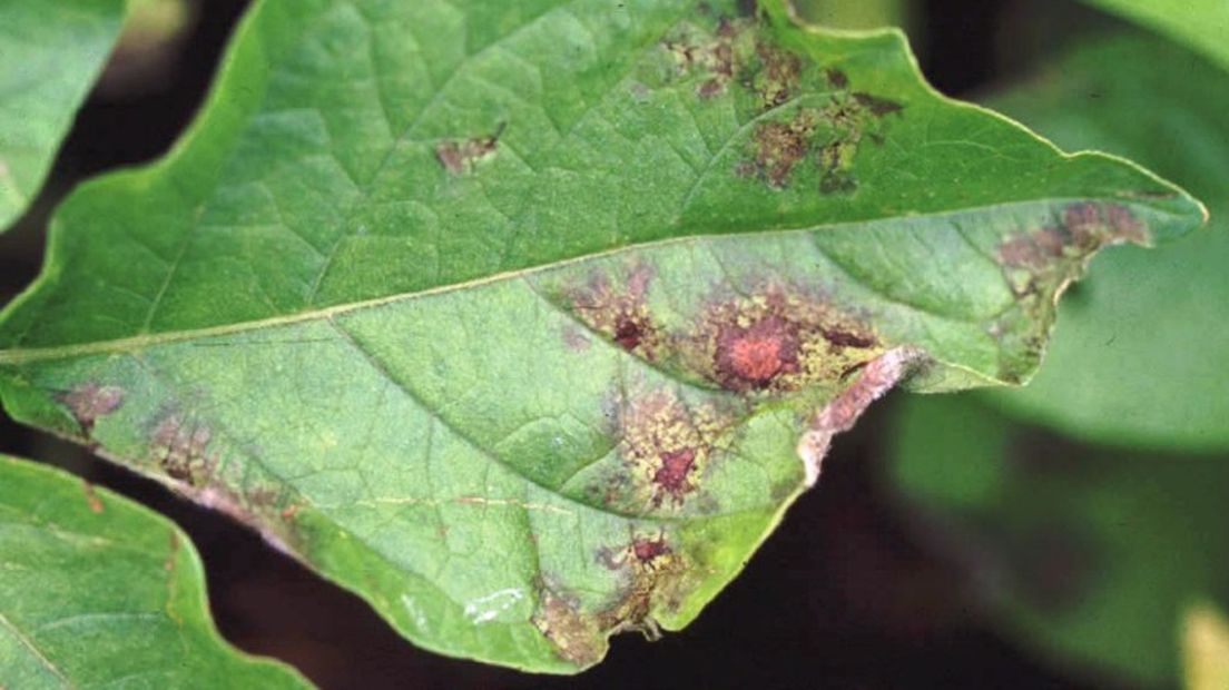 Blad aangetast door Phytophthora