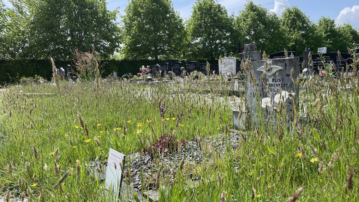Onkruid en verzakte graven: ergernis over verpauperd kerkhof in Zwartemeer
