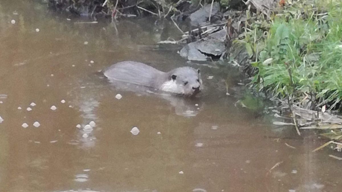 Otter gespot in Briltil: 'Je moet geluk én geduld hebben'