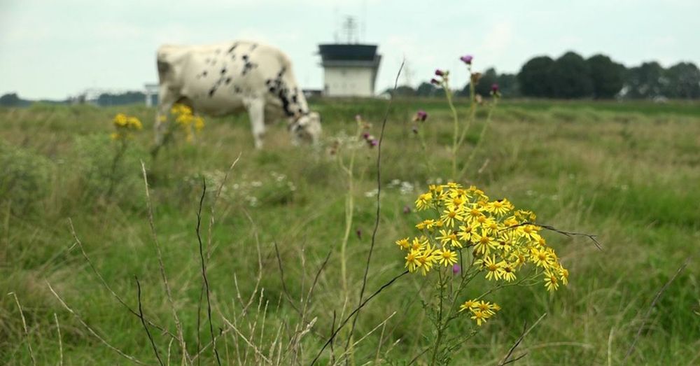 Boeren vrezen opmars giftig geel kruid in de wei: 'Biodiversiteit is