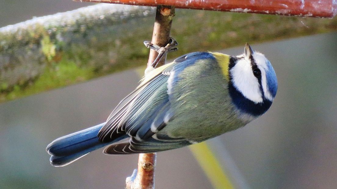 Tuinvogeltelling voor dummies: Dit is hoe je de vogels in je tuin