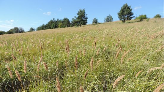 Flinke niesbui? De pollenpiek van deze plantensoort is mogelijk de boosdoener