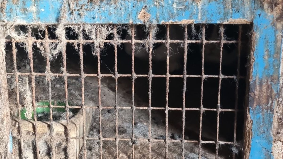 Tientallen konijnen verwaarloosd gevonden in Annen