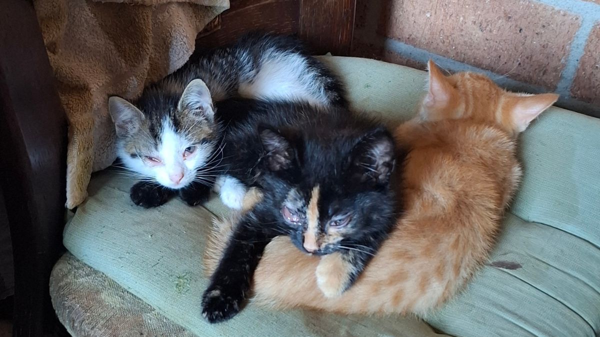 Inspecteurs vinden ernstig zieke katten in huis vol vliegen en afval