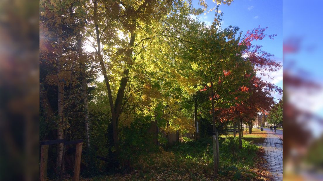 Herfst Thorbeckelaan Gouda