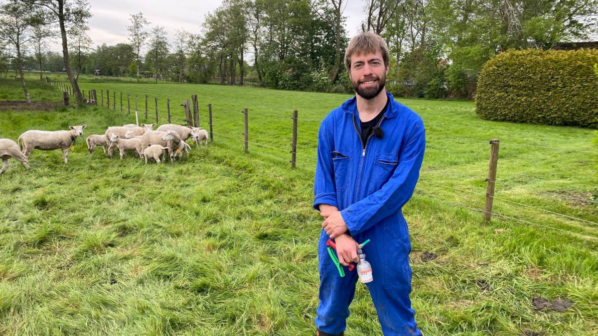 Veearts Vincent Perney vaccineert schapen in avonduren tegen blauwtong