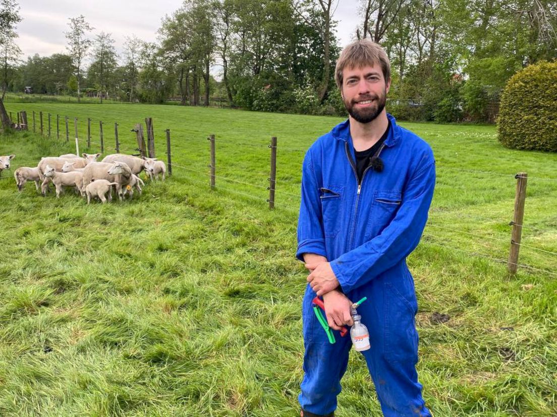 Veearts Vincent Perney vaccineert schapen in avonduren tegen blauwtong