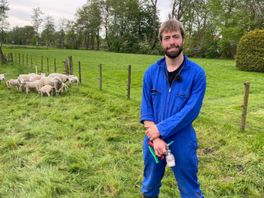 Veearts Vincent Perney vaccineert schapen in avonduren tegen blauwtong