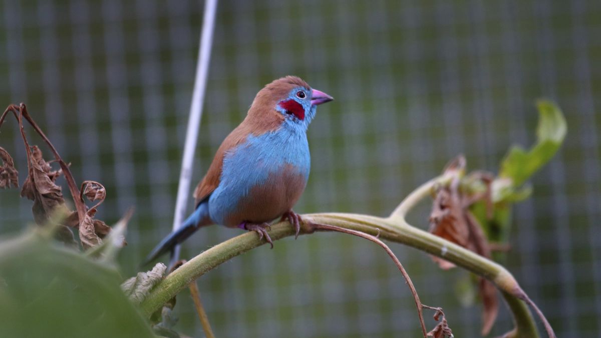 Volière met zangvogels leeggeroofd in Beegden