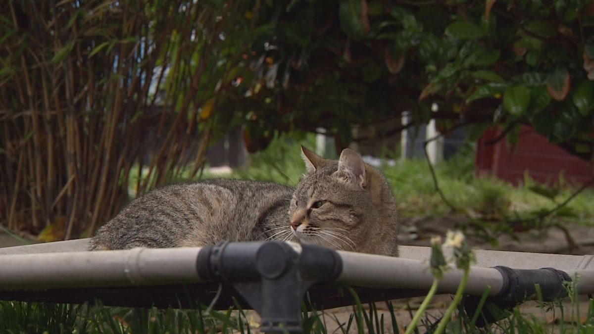 Verwilderde katten van Texel opgevangen in Munnekezijl